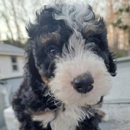 Archie - Tri-color male Bernedoodle puppy in Lafayette, Alabama from Williams Lake Doodles