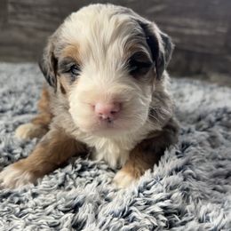 Merl - Blue merle male Bernedoodle puppy in Camden, Michigan from FurEver Friends Finder