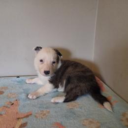 Boy 2olt - Brindle male Border Collie puppy in Gary, Indiana from Lake Ridge Border Collies
