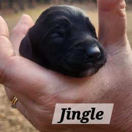 Jingle - Black and white female Aussiedoodle puppy in Powder Springs, Georgia from My Classy Doodles