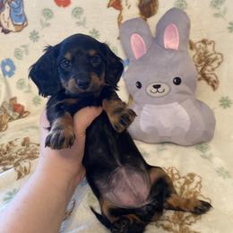 Olive - Black and tan female Dachshund puppy in Springfield, Tennessee from Savannah’s Doxie Palace