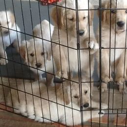 Golden Retriever Puppies from Goldenloch Kennel