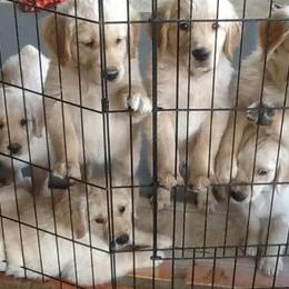 Golden Retriever Puppies from Goldenloch Kennel
