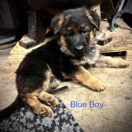 Boy 1 - Black and red male German Shepherd puppy in Puyallup, Washington from Majestic Royal German Shepherd’s