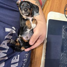 Dachshund Puppies from Witchy Woman’s Wiener’s