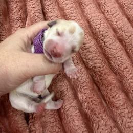 Cream Piebald 4000 LH female Purple - Piebald female Dachshund puppy in Fenton, Michigan from Always Darling Dachshunds