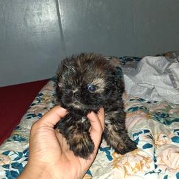 Boy 1 - Black gold and white male Shih Tzu puppy in Birmingham, Alabama from K&D kennels