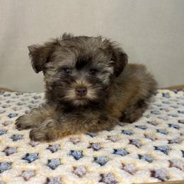 Miniature Schnauzer and Poodle Puppies from LR&R Dog Co.