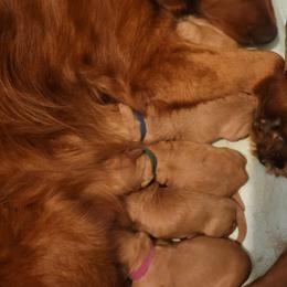 Boy 3 Brown - Dark golden male Golden Retriever puppy in Scurry, Texas from 07 Seven Oaks Goldens and Doodles