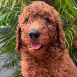 Zara - Red  female Poodle puppy in Fort Myers, Florida from Katherine’s Yorkies and Poodles