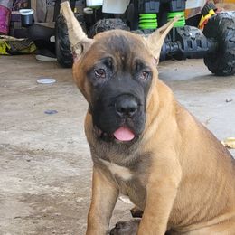 Boy 1 - Red Cane Corso puppy in Baton Rouge, Louisiana from Walton's Cane Corso