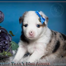 Miniature Australian Shepherd Puppies from Whispering Trail Miniature Aussies