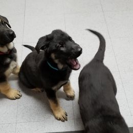 German Shepherd Puppies from Sevilla German Shepherds