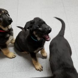 German Shepherd Puppies from Sevilla German Shepherds