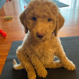 Roscoe (Green Collar) - Cream male Labradoodle puppy in Toledo, Washington from Bigfoot Doodles