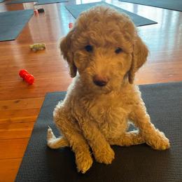Roscoe (Green Collar) - Cream male Labradoodle puppy in Toledo, Washington from Bigfoot Doodles