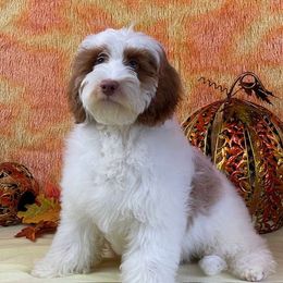 Lance - Goldendoodle puppy from Keepsake Doodles