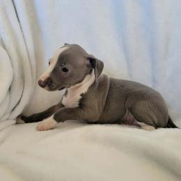 Boy 1 - Seal male Italian Greyhound puppy in Monticello, Florida from Lebeck Acres