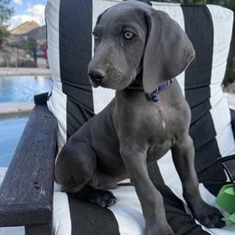 Midnight - Blue male Weimaraner puppy in Santa Clarita, California from Kennedy Weimaraners