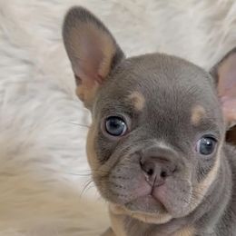 French Bulldogs from House of Frenchies