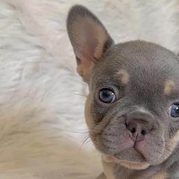 French Bulldogs from House of Frenchies