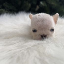Snowflake - Cream male French Bulldog puppy in Berwyn, Illinois from Pocket Frenchies