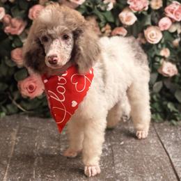Dopey - Parti male Poodle puppy in Anniston, Alabama from All Hale Aussies