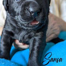 Labrador Retriever Puppies from Dorothy's Labrador Retrievers