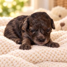 Olive - Merle female Goldendoodle puppy in Millville, California from Hope Lane Kennels