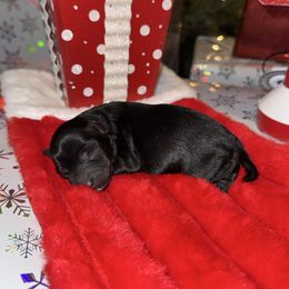 Wynter - Black female Yorkipoo puppy in Clifton, New Jersey from Kdash_yorkies