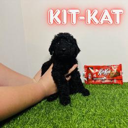 Aussiedoodle, Goldendoodle, and Labradoodle Puppies from Loyal Doodles