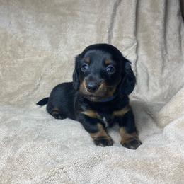 Klaus - Black and tan male Dachshund puppy in Richmond, Virginia from Paw Prints