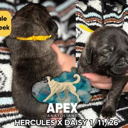 H.D Yellow Boy - Brindle male Anatolian Shepherd Dog puppy in Frenchtown, Montana from Apex Anatolians
