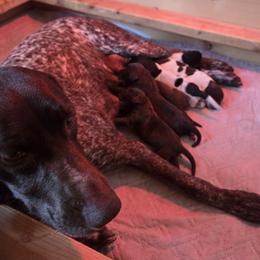 German Shorthaired Pointer puppies from Wilson Farm GSPs