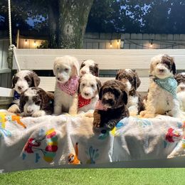 Sheepadoodle Puppies from Pawsome Doodle Haven