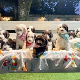 Sheepadoodle Puppies from Pawsome Doodle Haven