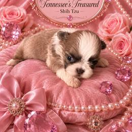 Girl 1 - Silver and white female Shih Tzu puppy in Bethpage, Tennessee from Tennessee's Treasured Shih Tzus