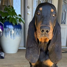 Black and Tan Coonhounds from Tinkers hounds