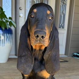 Black and Tan Coonhounds from Tinkers hounds