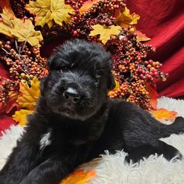 Mr Green - Black male German Shepherd puppy in Newaygo, Michigan from Sterley Shepherds