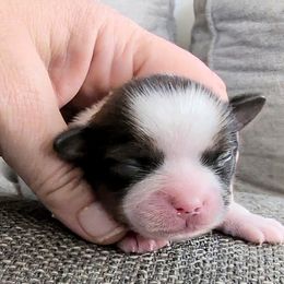 Boy - Black gold and white male Shorkie puppy in Idaho from Little Rascal Ranch