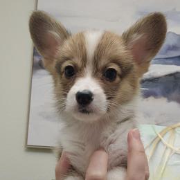 Enzo -Boy - 2nd born - Red male Pembroke Welsh Corgi puppy in Tomball, Texas from Larsen Loved Corgis