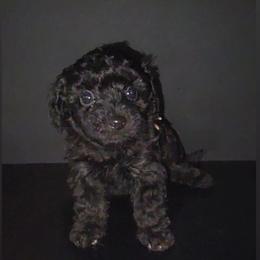 Treasure - Black female Maltipoo puppy in Palmdale, California from J Designer Puppies