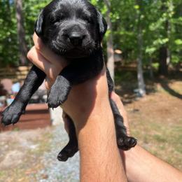 Dahlia - Black female Labrador Retriever puppy in Carthage, North Carolina from Wicked Pines Retrievers