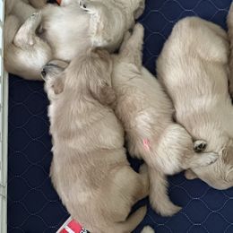 Girl 4 - Golden female Golden Retriever puppy in Harlem, Georgia from Aveline Goldens