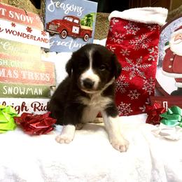 Border Collie and Jack Russell Terrier Puppies from CP FARMS BORDER COLLIES N JACKS CORP