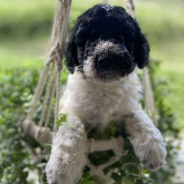 Goldendoodle and Poodle Puppies from The Poodle Plantation