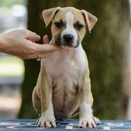 Mercy - Fawn female American Staffordshire Terrier puppy in St. Augustine, Florida from LBK & Ancient City