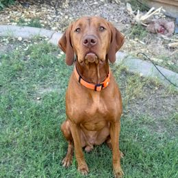 Watson - Vizsla