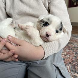 Biff - Blue merle and white male Cardigan Welsh Corgi puppy in Lebanon, Pennsylvania from Long Acre Farm